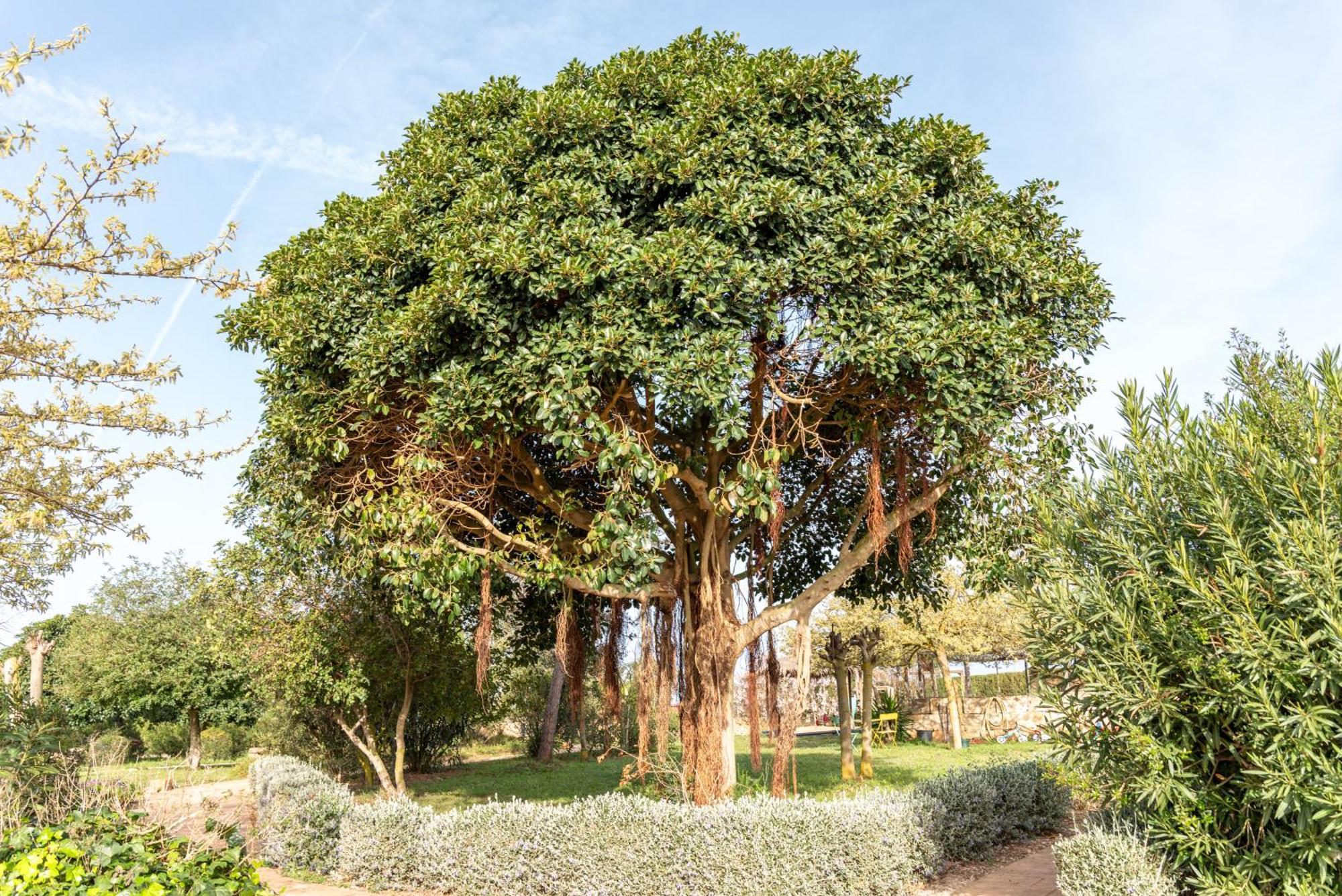 Agroturismo Can Pere Rei Son Serra de Marina Dış mekan fotoğraf