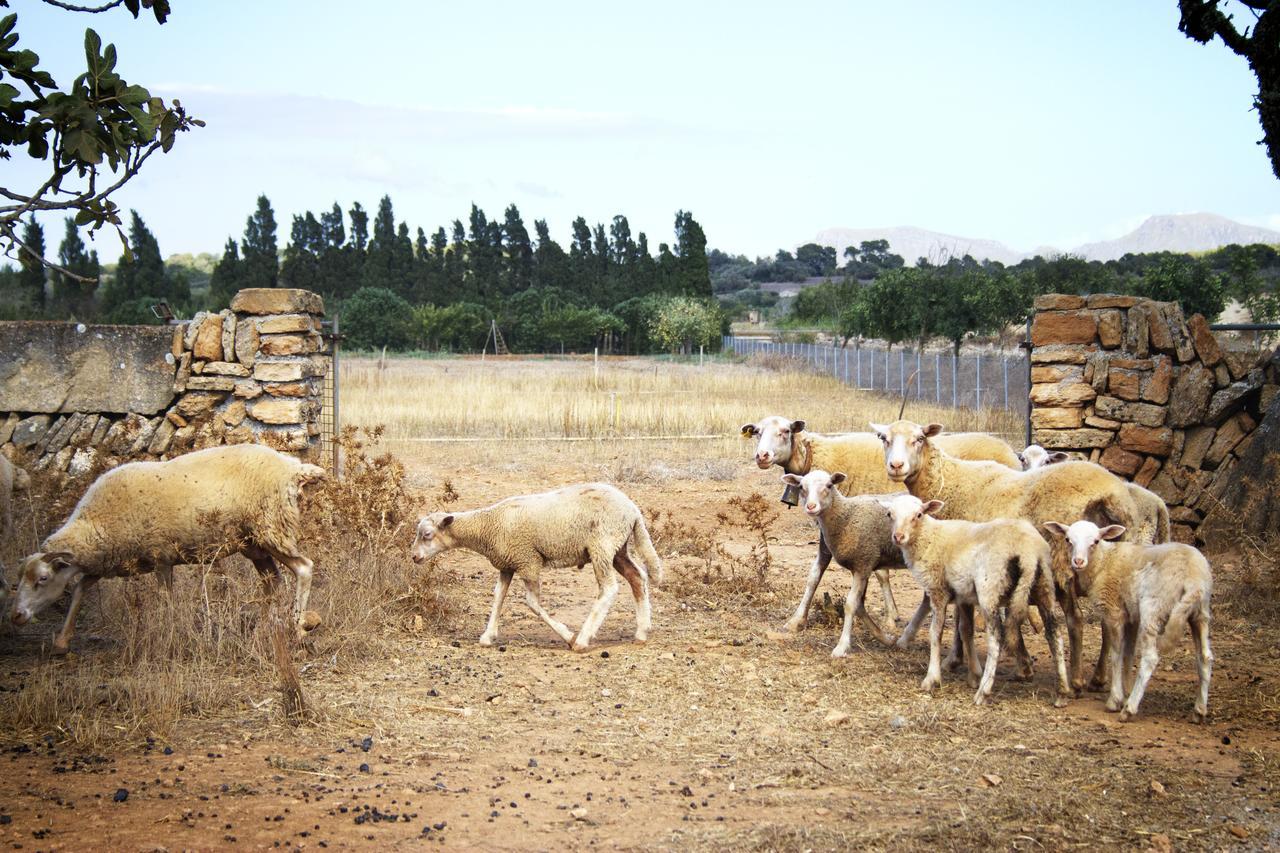 Agroturismo Can Pere Rei Son Serra de Marina Dış mekan fotoğraf